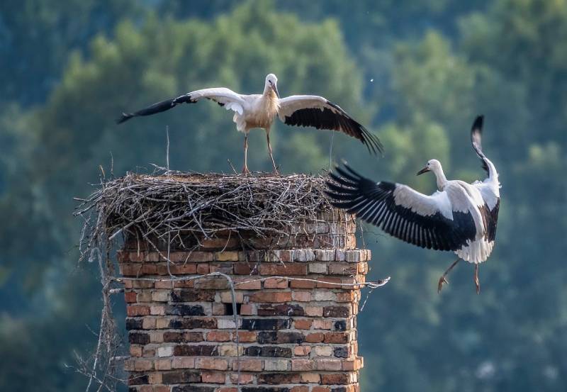 Professional Chimney Animal Removal Services in Aspen Hill, Maryland