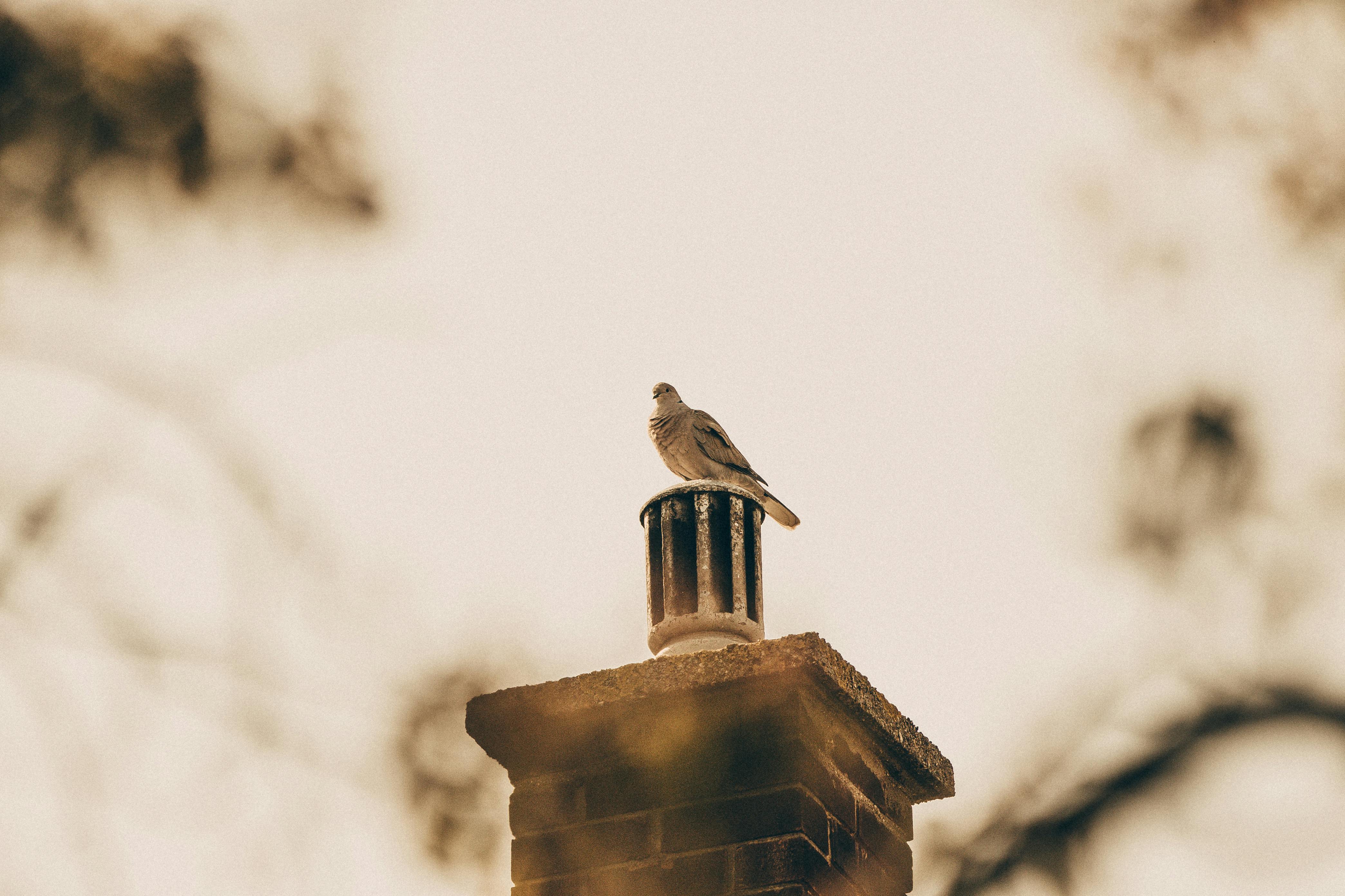 Professional Chimney Cap and Damper In Aspen Hill Maryland